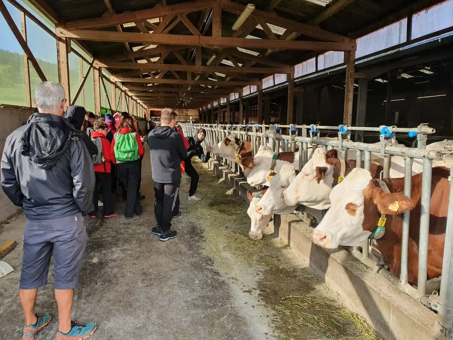 groupe de visiteurs observant des vaches dans une etable mfr