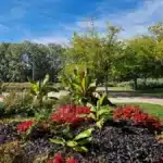 mfr rhone parterre de bananiers et fleurs rouges dans un par